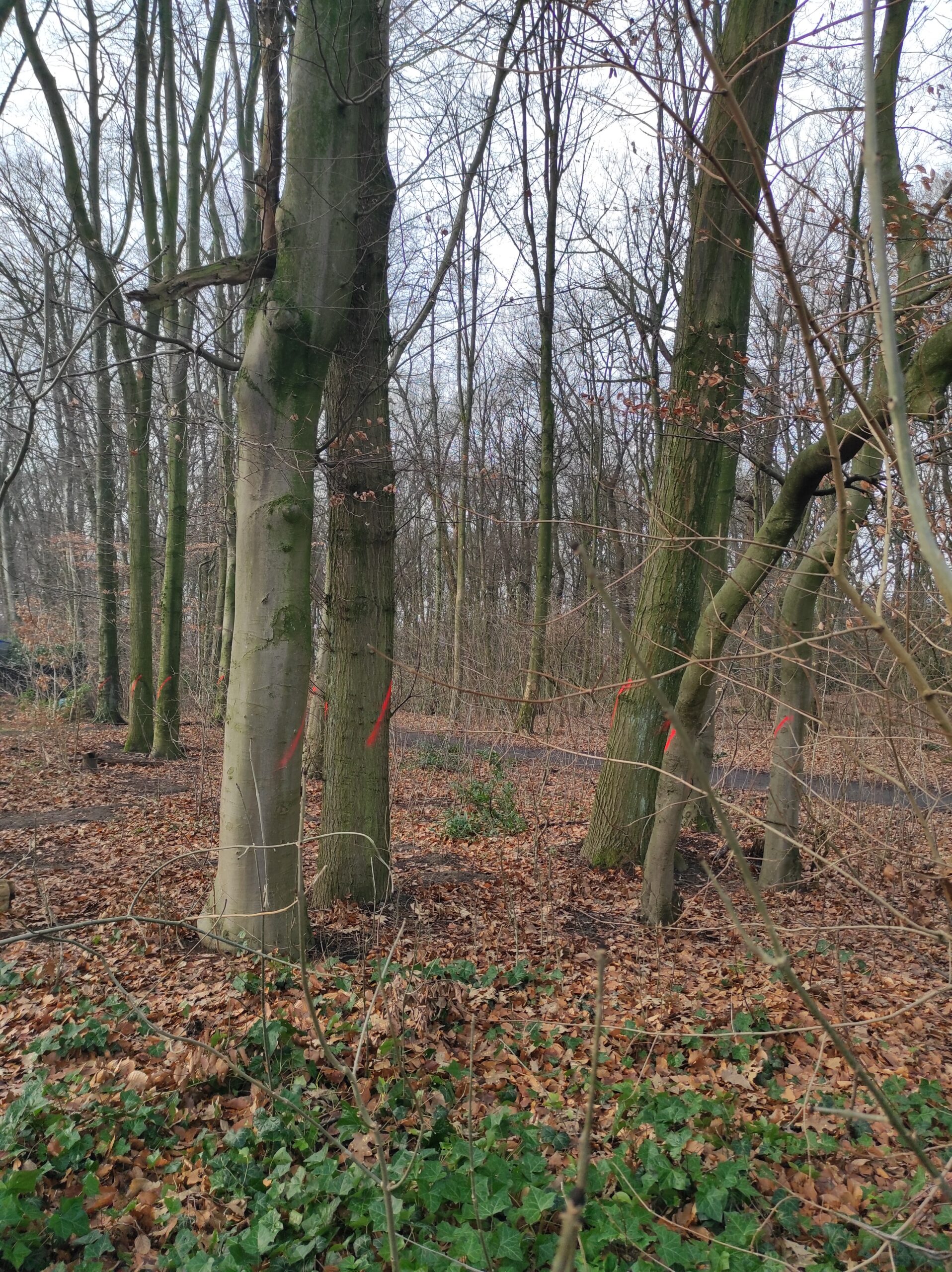 CDU setzt Buerschen Wald auf die Tagesordnung des Betriebsausschusses