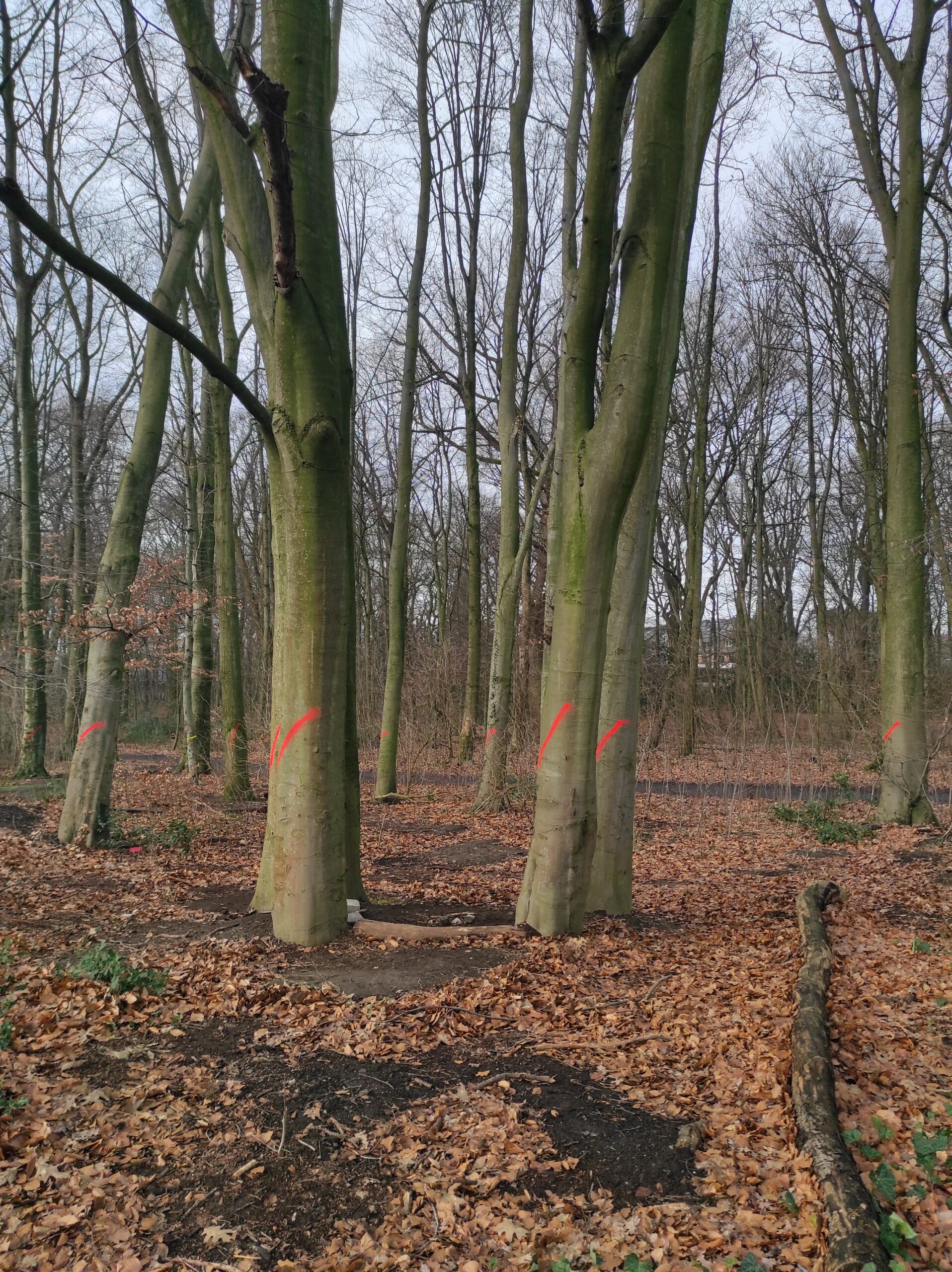CDU lehnt externes Gutachten zur Baumfällung im Buerschen Wald ab